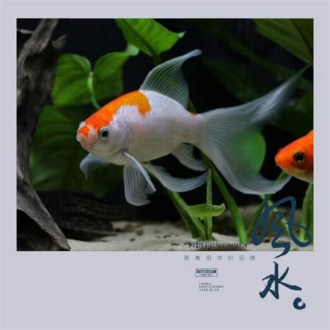 養蝦招財|魚缸千萬別這樣擺！養魚風水5大重點